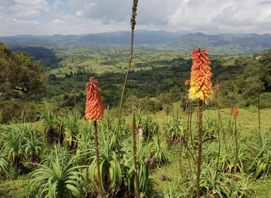 IL NUOVO SPECIALTY COFFEE: ETIOPIA BALE MOUNTAIN IL NUOVO SPECIALTY COFFEE: ETIOPIA BALE MOUNTAIN