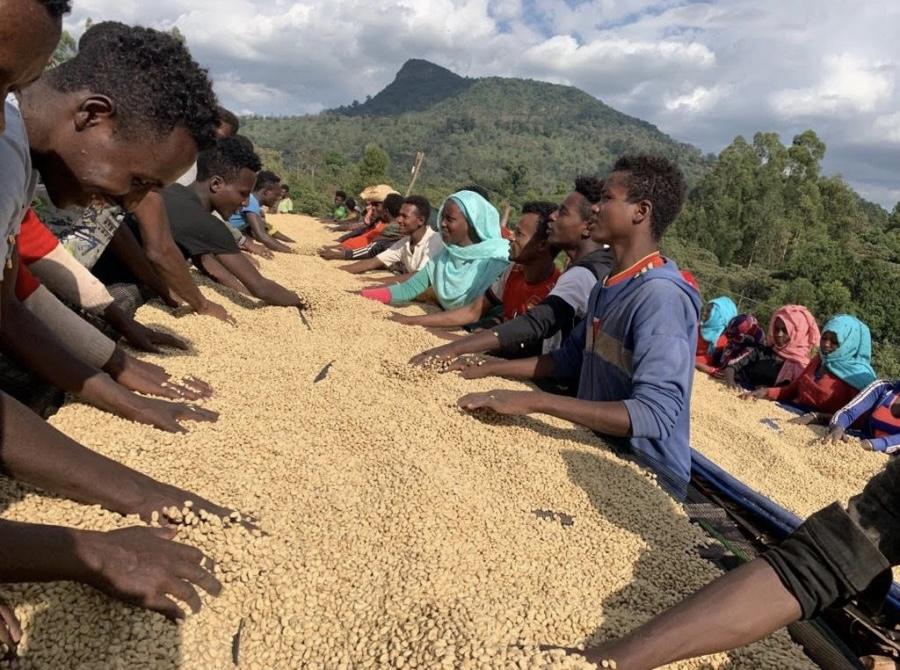 IL NUOVO SPECIALTY COFFEE: ETIOPIA BALE MOUNTAIN IL NUOVO SPECIALTY COFFEE: ETIOPIA BALE MOUNTAIN